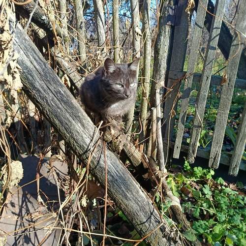 Photo #12809749