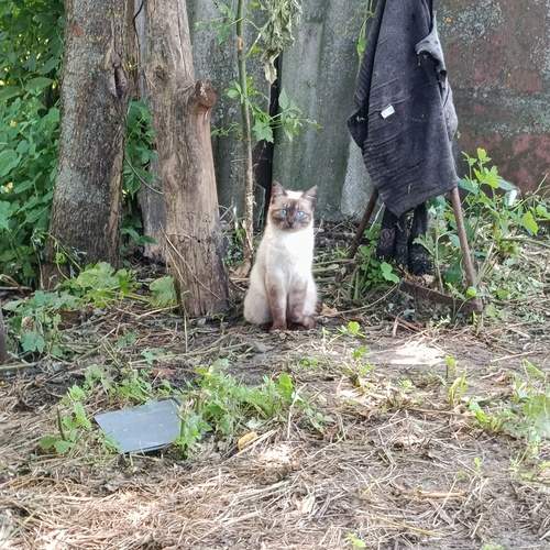 Photo #12809791