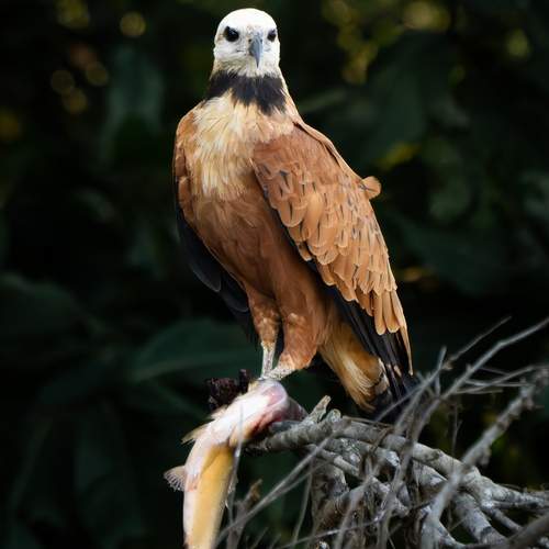 Фотография #12809985