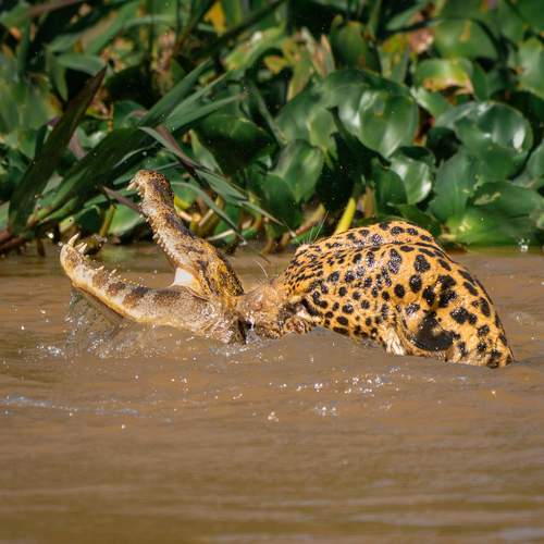 Фотография #12810062