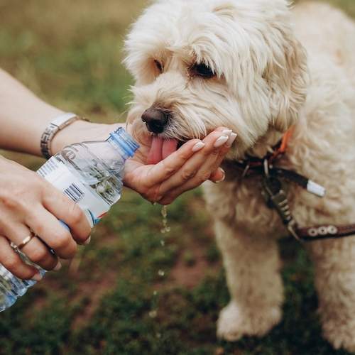 Фотография #12810212