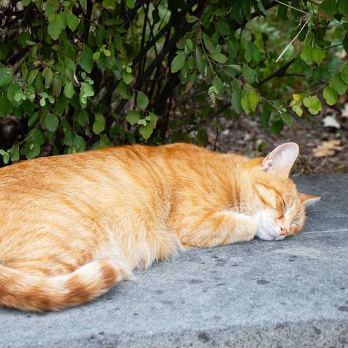 Photo #12810249