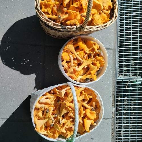 Photo #12810533
