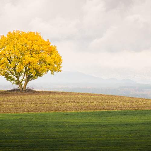 The Warm Solitude