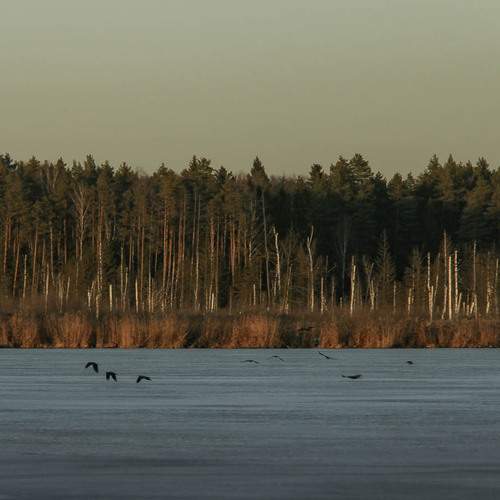 Photo #12812218