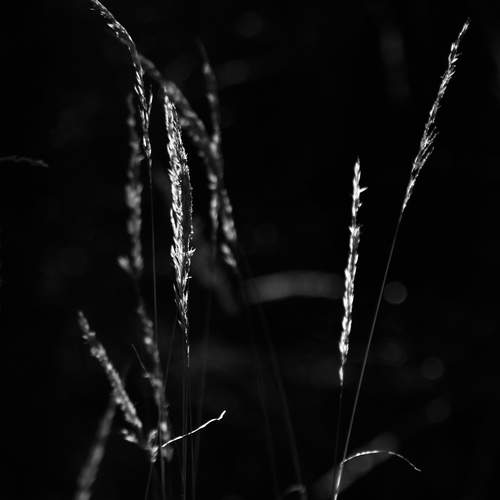 Photo #12812460