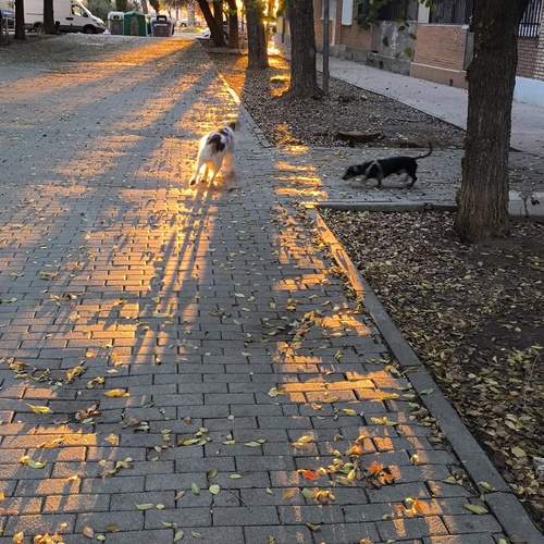 Photo #12813086