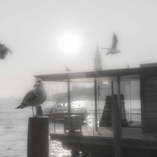 Photo #12813233