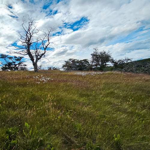 Clouds Above the Silent Tree