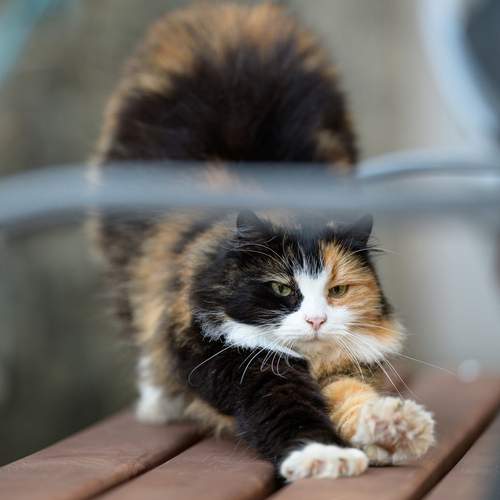 Photo #12813821