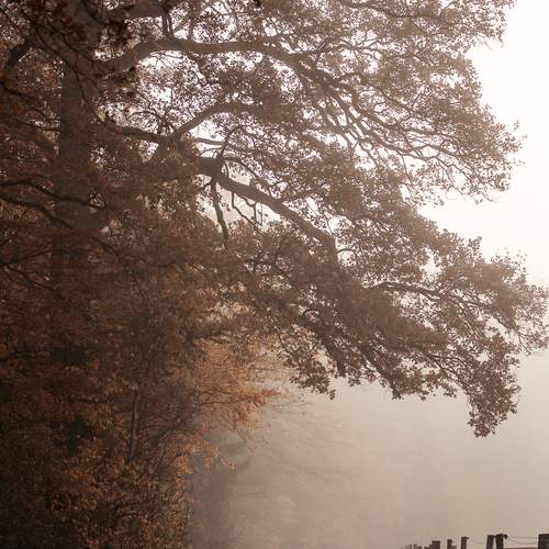 in the autumn mist