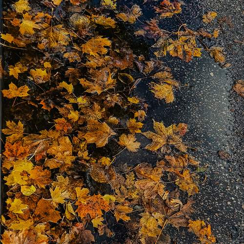 Photo #12814835
