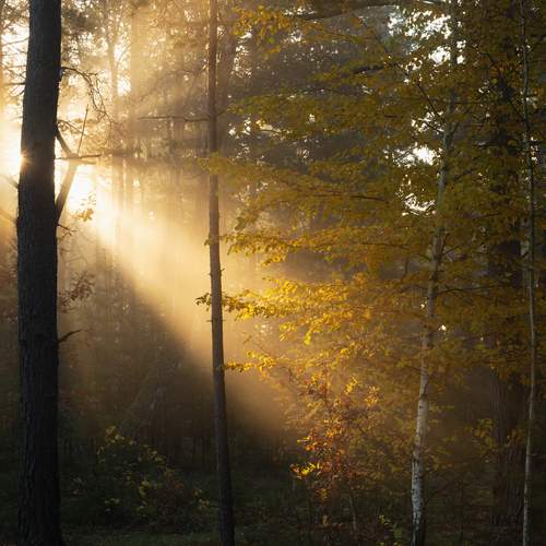 В лесу октябрь