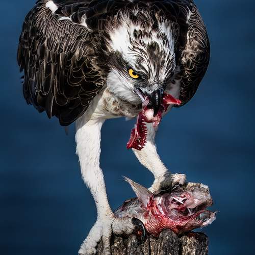 Фотография #12815254