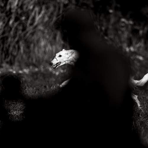 Фотография #12815267