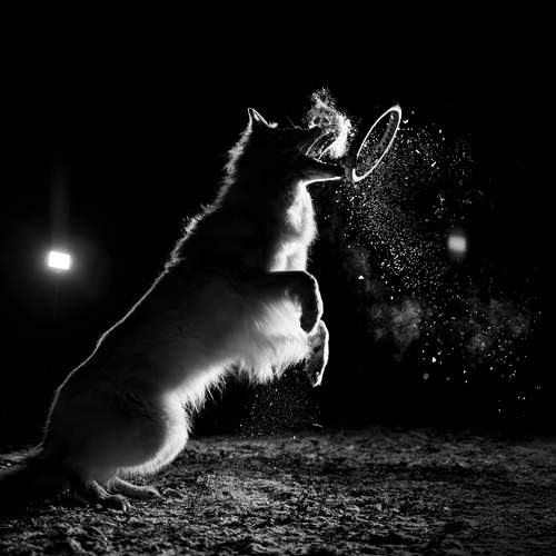 Фотография #12815420