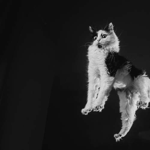 Фотография #12815429