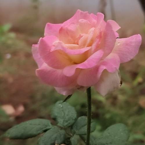 Photo #12815943