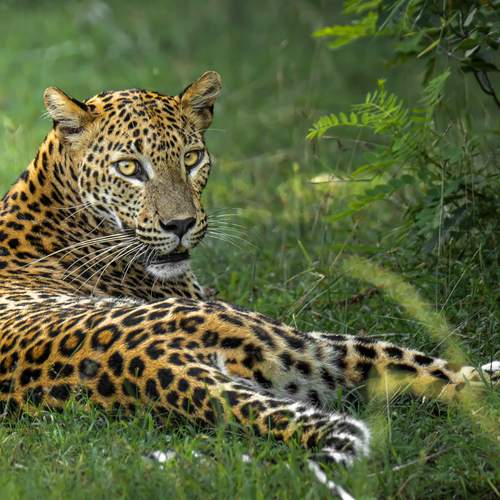Pose-hunt repose