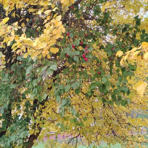 Photo #12817613