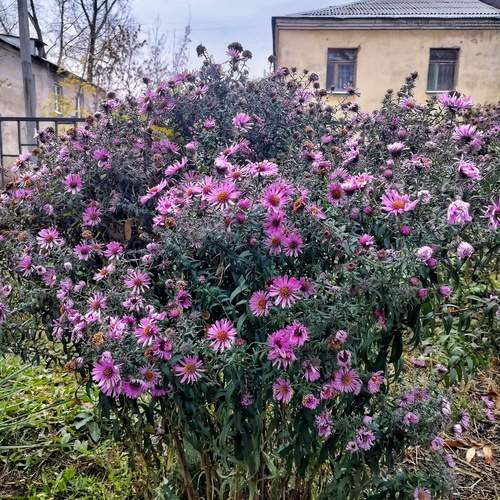 Осенний букет