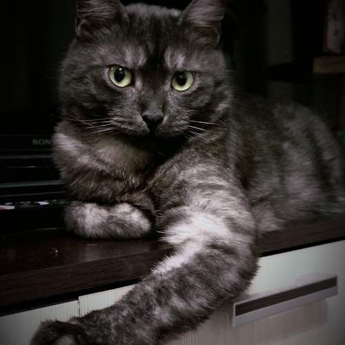 Photo #12818599
