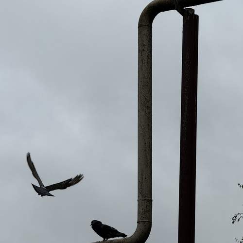 Photo #12820105