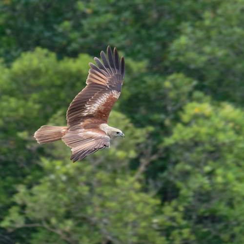 Photo #12820690