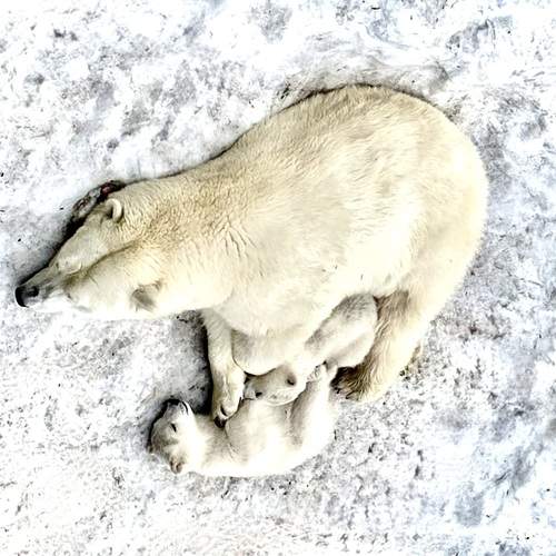 Photo #12821672