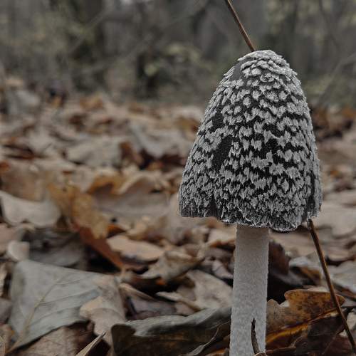 Photo #12821966