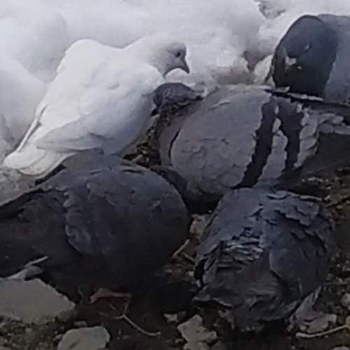 Photo #12822491