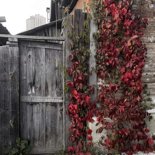 Photo #12822766