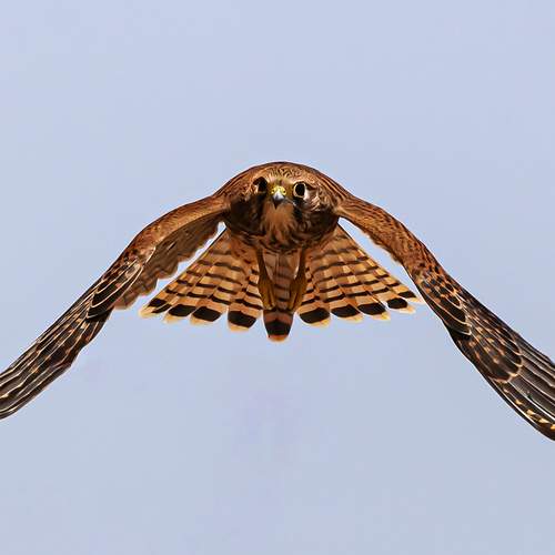 Photo #12823567