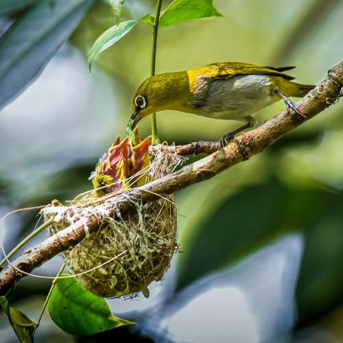 Chicks Feeding