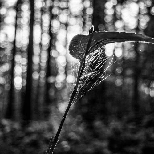 Photo #12824931
