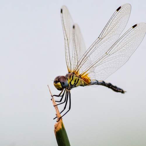 Photo #12825521
