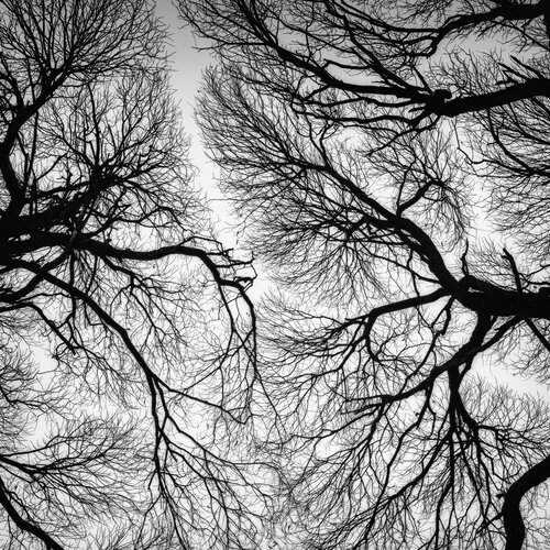 Вены, капилляры и нервные окончания. Берегите лес!