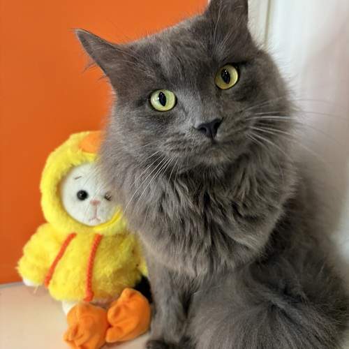 Photo #12825924