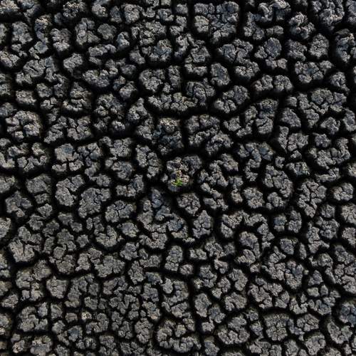 Life Finds a Way