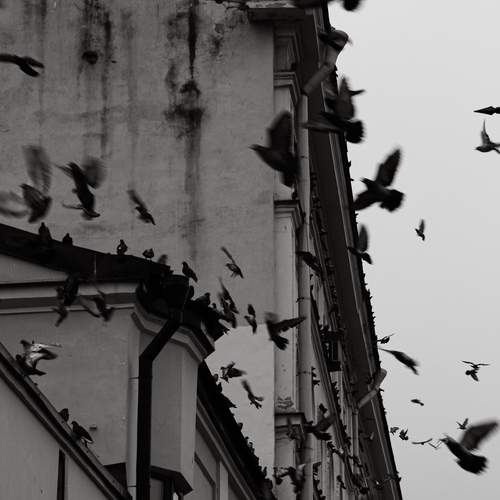 Photo #12827096