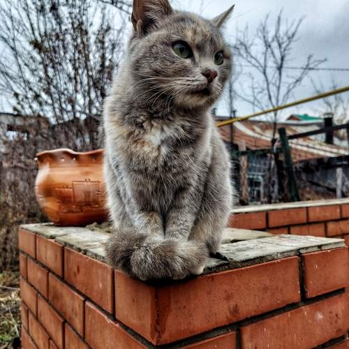 Кошачий взгляд