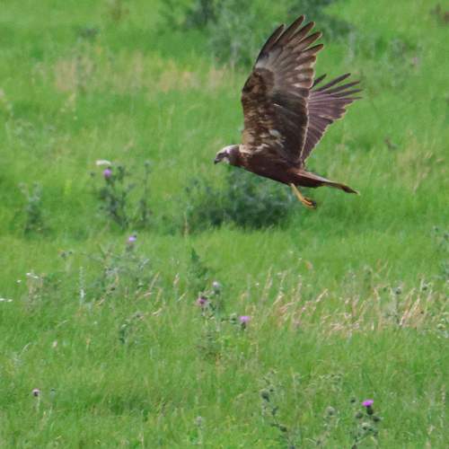 Photo #12829933