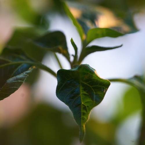Photo #12829976