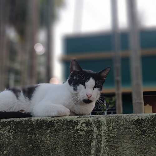 Photo #12830528