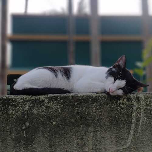 Photo #12830537