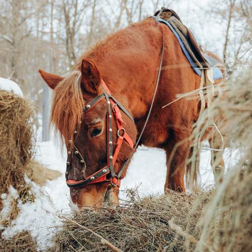 Фотография #12830587