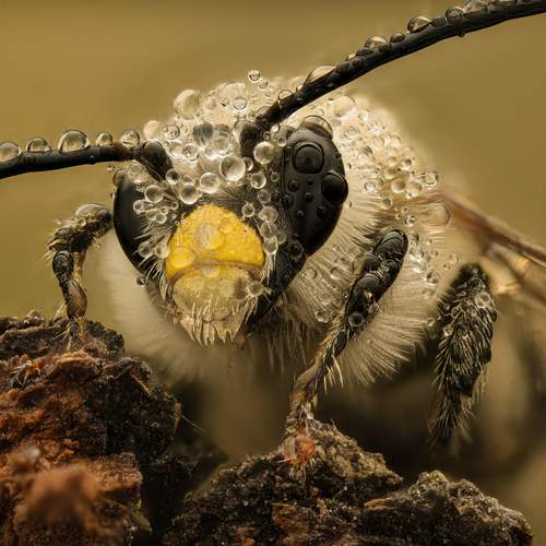 Photo #12831120