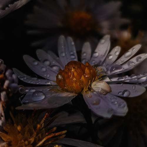 Photo #12832027