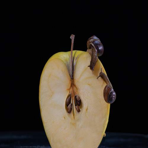 Photo #12833207