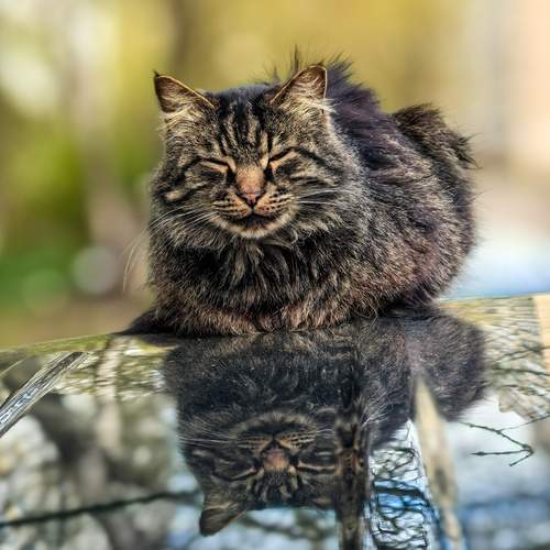 Photo #12833931